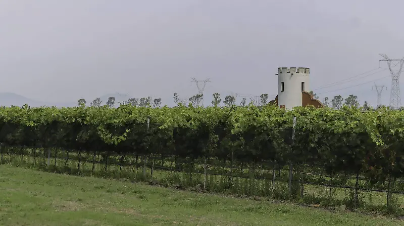 Grandes hectáreas de viñedos es la principal vista del lugar